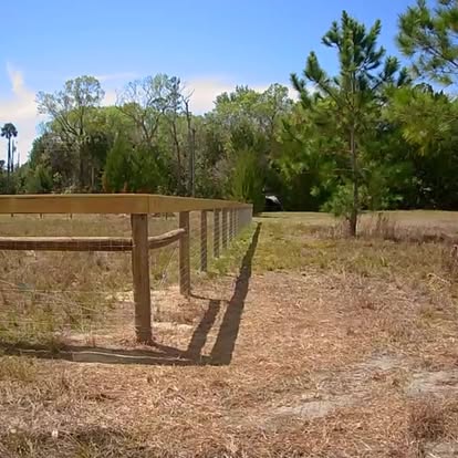 Field wire fence along Florida pine trees
